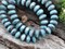 *25* 6x8mm Bronze Washed Blended Larimer Blue Opaline Fire Polished Rondelle Beads